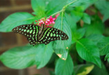 Tailed Jay (Graphium agamemnon)