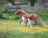A turn about the buttercup patch !