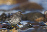 Purple sandpiper (Calidris maritima)