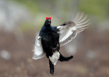 Black grouse (Tetrao tetrix)