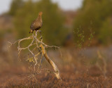 Black grouse (Tetrao tetrix) - female