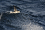 Northern fulmar (Fulmarus glacialis)