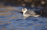 Grey phalarope (Phalaropus fulicarius)