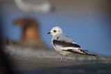 Rosss gull (Rhodostethia rosea)