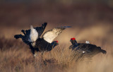 Black grouse