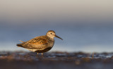 Dunlin (Calidris alpina)