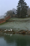 Geese at Upper Heyford