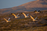 Sandhill Cranes_331.jpg