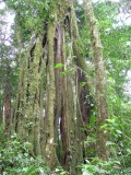 A strangler fig which has completely destroyed its host. Now it becomes the best animal hotel in the cloudforest.
