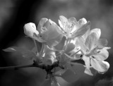 CrabApple-IR