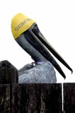 Pelican with Swim Gear