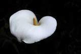 Cala Lily