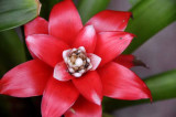 Rain Forest Exotics