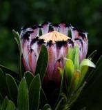 Flowers from Beyond the Backyard