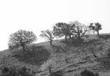 Mt. Diablo Hillside