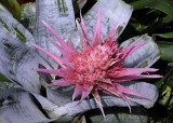 Rain Forest Exotics