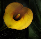 Cala Lily