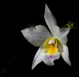 Rain Forest Exotics