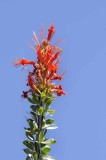 Succulents, Cactus & Other Spiny Plants