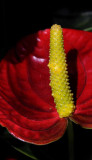 Rain Forest Exotics