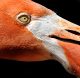 The Color of Flamingos