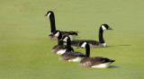 Geese on Green Lake