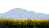 Mt. Diablo and Mustard Field