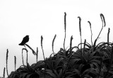 Song of the Red Winged Blackbird