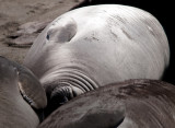  Elephant Seals of Piedras Blancas