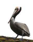 The Brown Pelican