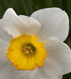Flowers from the Garden