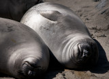  Elephant Seals of Piedras Blancas