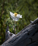 Those Wildflowers