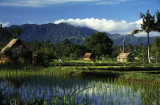 Ubud Rice Fields