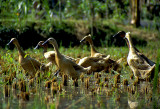 Ducks on a Rice Terrace