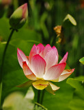 Lotus Blossom & Pods