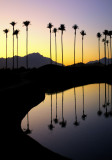 Palms, Coachella Valley