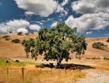 California Oak Zaca Mesa