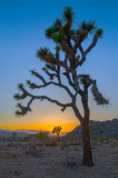 Sunset on Joshua Tree Park