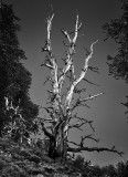 Bristlecone Pine