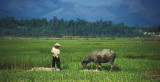 Farmer with his Water Buffalo