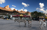 Oatman AZ