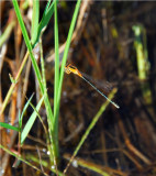 Common Bluetail - Ischnura senegalensis - Chicamba Dam Mozambique  DSC_1830.JPG