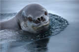 Leopard Seal - Cierva Cove Antarctica  DSC_8169.JPG