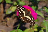 Citrus Swallowtail - Papilio demodocus demodocus - Beira MozambiqueDSC_3290.JPG
