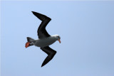 Blackbrowed Albatross - Thalassarche melanophrys - Drake PassageDSC_5690.JPG