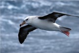 Blackbrowed Albatross - Thalassarche melanophrys - Drake Passage