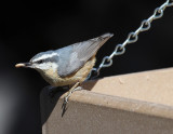 Red-breasted Nuthatch_4968.JPG