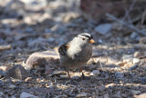 White-crowned Sparrow_5269.JPG