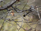 Black-chinned Sparrow_5457.JPG